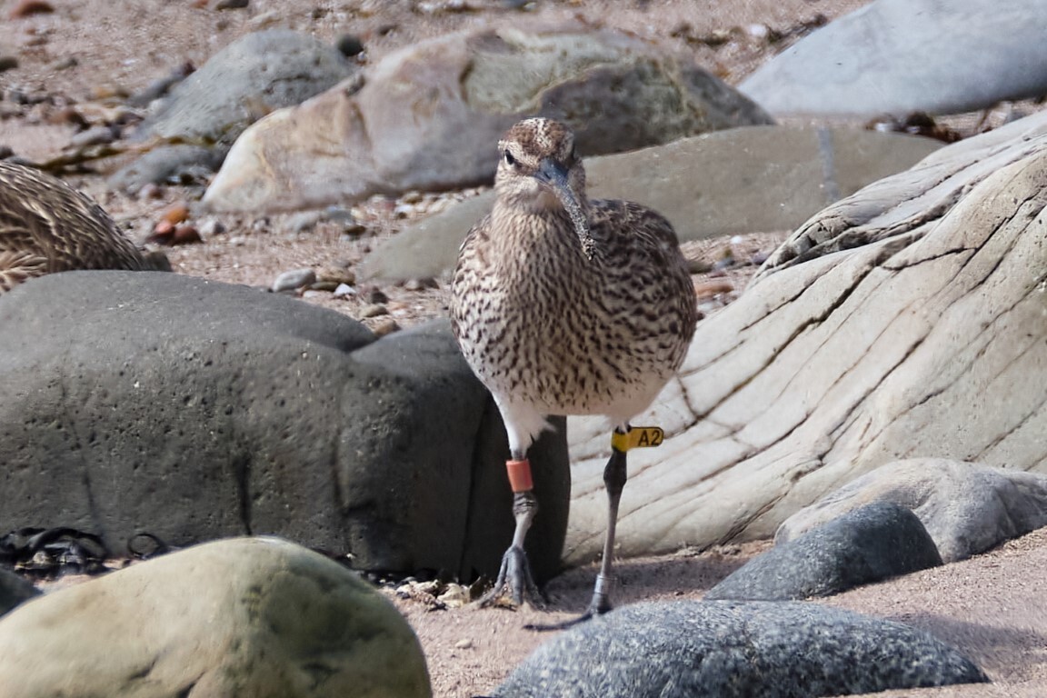 The remarkable story of the returning whimbrel