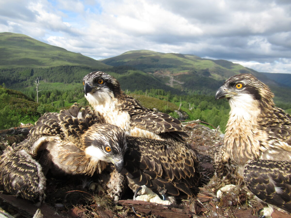 Public urged to take extra care to safeguard wildlife