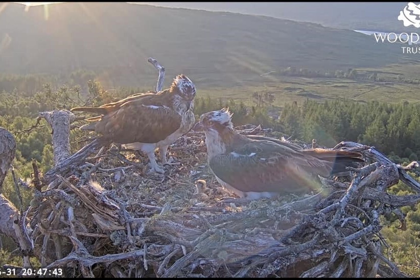 Happy hatchday at Loch Arkaig Pine Forest