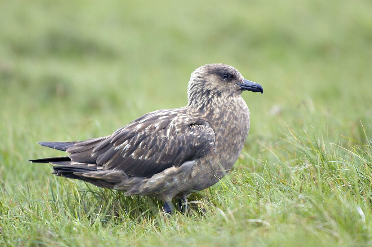 Some seabirds returning in lower numbers after avian flu outbreak