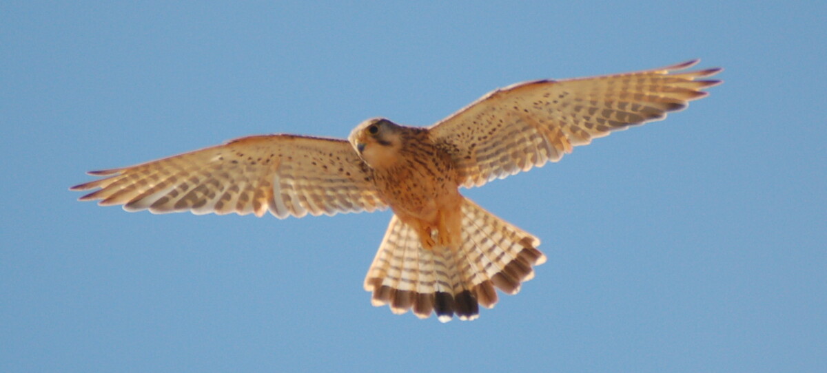 Rare species among gardens full of young birds