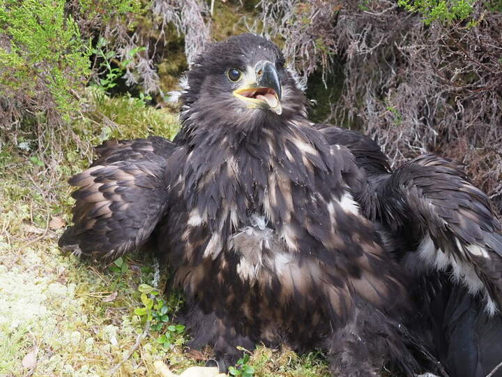 Mar'verick visits Arran on epic journey