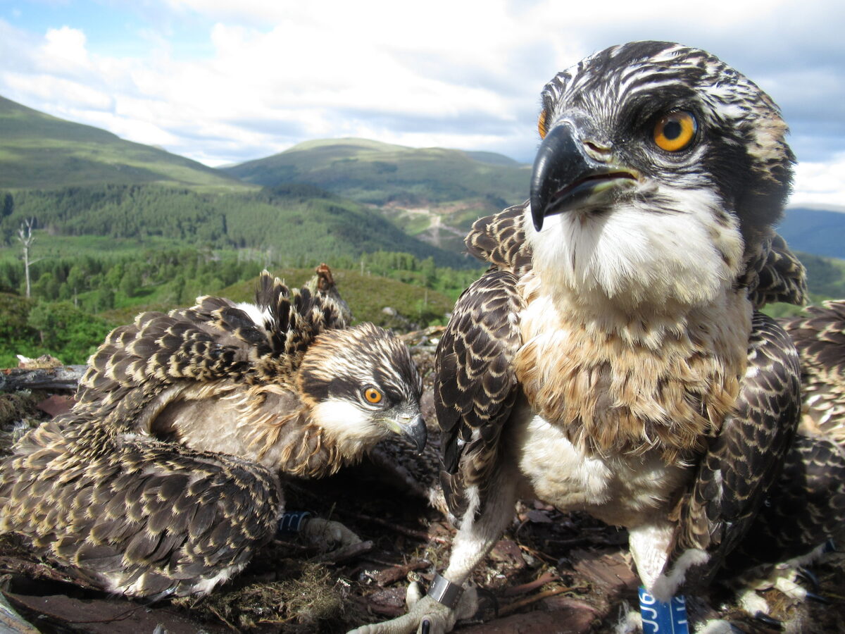 Public asked to submit names for Loch Arkaig osprey chick