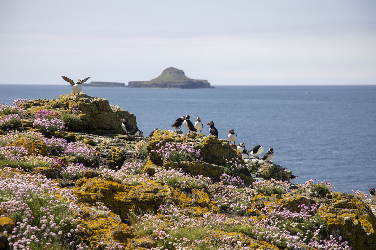 National Trust acquires Treshnish Isles