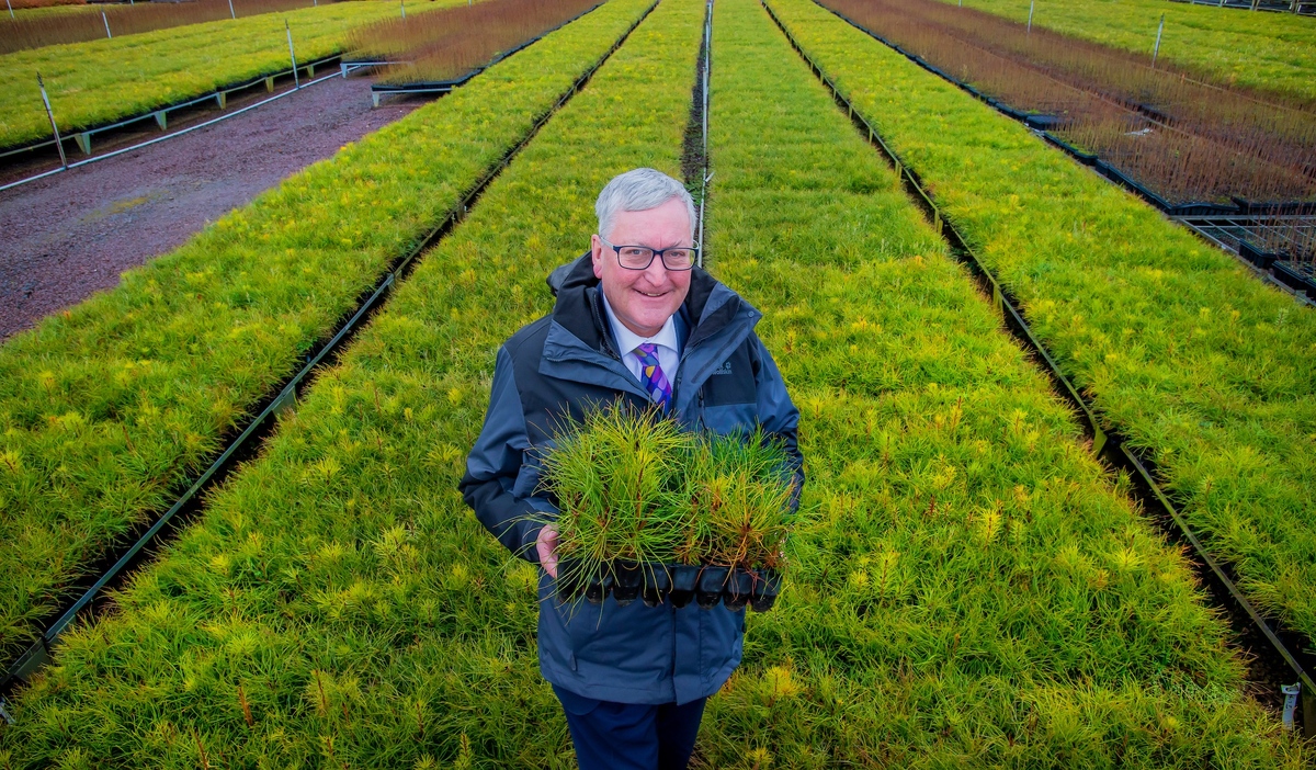 New forestry strategy sets out long-term vision