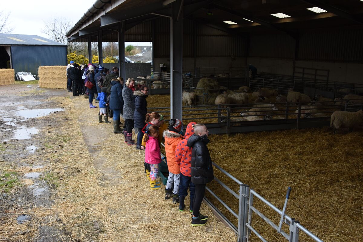 West Coast Today - News - Lambing Live down on the farm