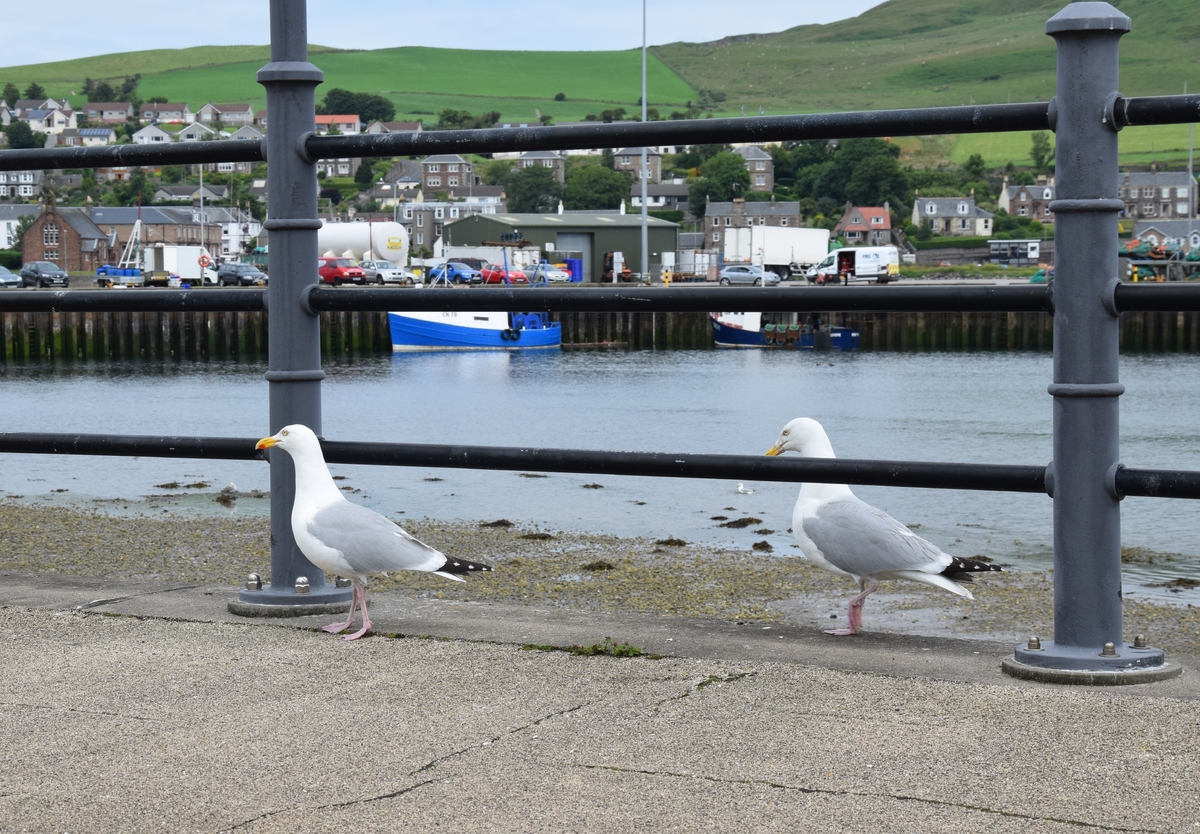Council advises: 'Stop feeding seagulls'