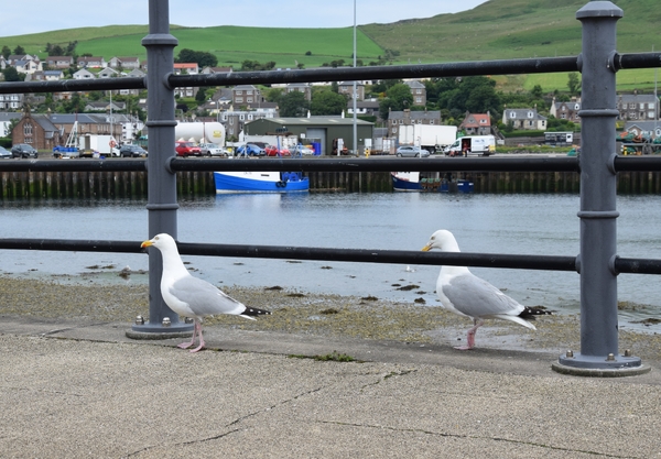 Council give seagull advice