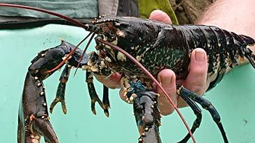 Laster Fish West Coast Today - Media Library - NOF31lobsterjpg