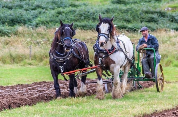 Closely fought ploughing match at Largieside
