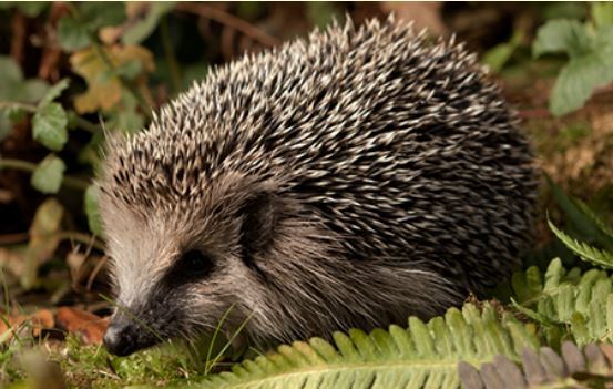 Happy hedgehogs find forever homes in Campbeltown