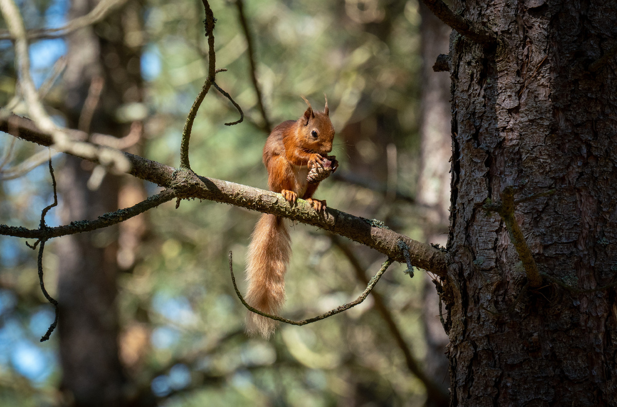 Red squirrels in the vanguard of rewilding efforts in Morvern