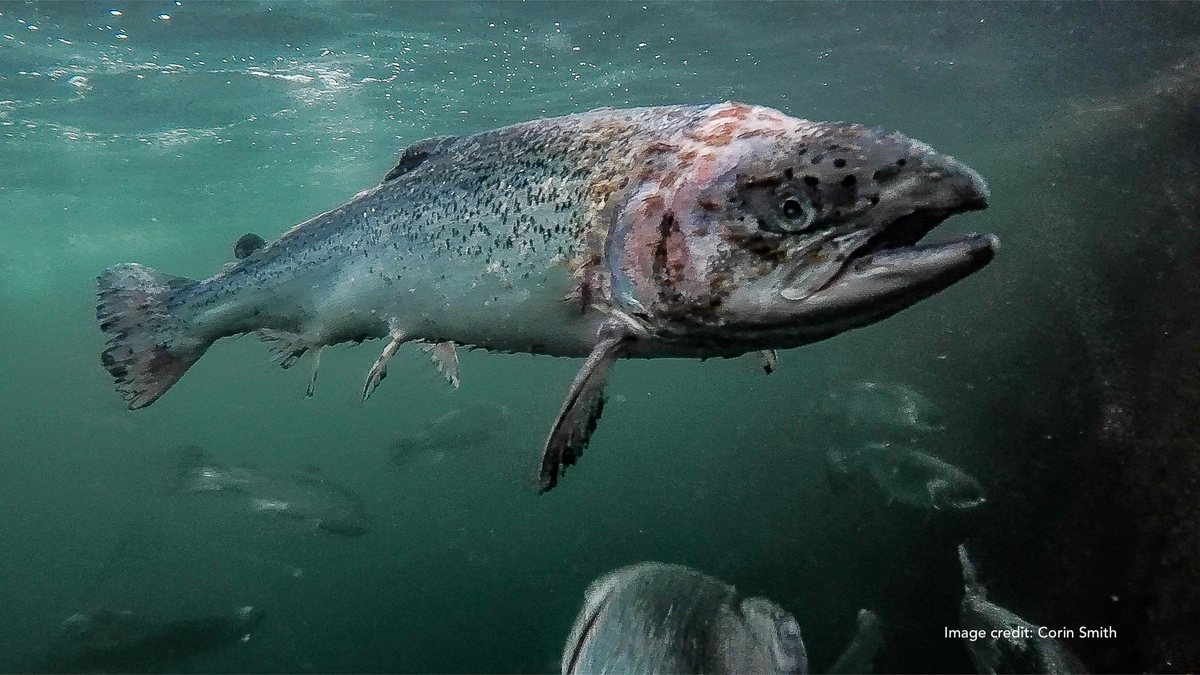 Groups join calls for farmed salmon boycott if no new controls