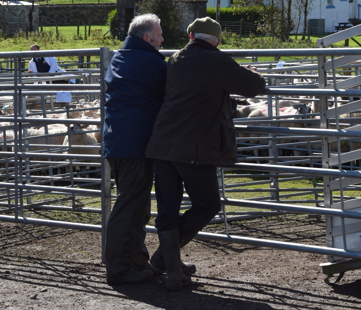 Rules in place to ensure safety at sheep sale