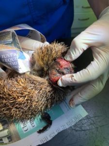 NOF35hedgehog02225x300jpg