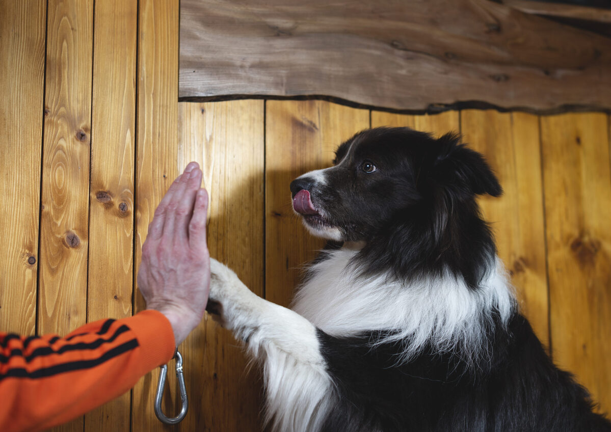 Pawed it there - local inn is top for dogs