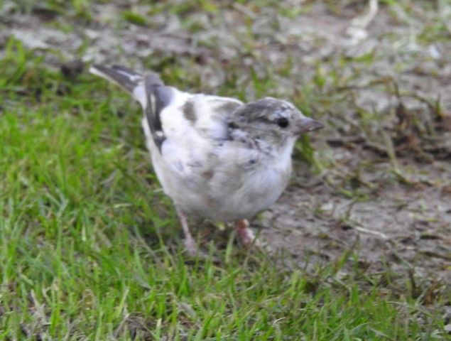 NOB42finch02jpg