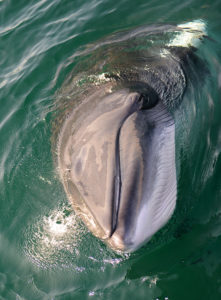 NOT40Mullwhale01221x300jpg