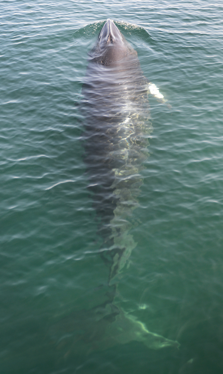 NOT40whale031jpg