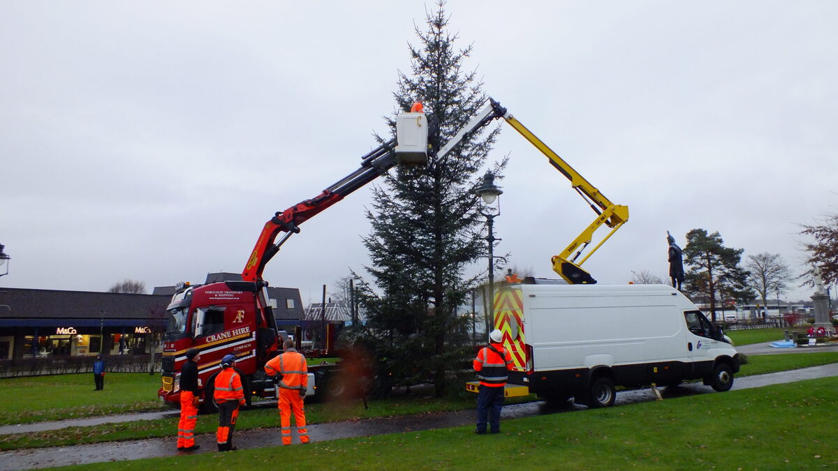 Tree sheds light on Parade thanks to some festive spirit