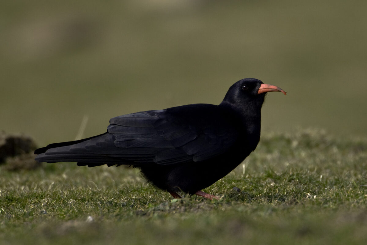 noa48ChoughDavidWhitaker01scal