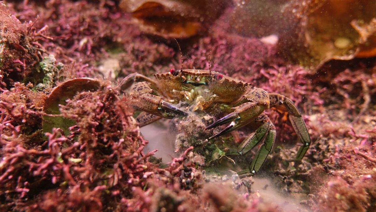 NOB53reef01scaledjpg