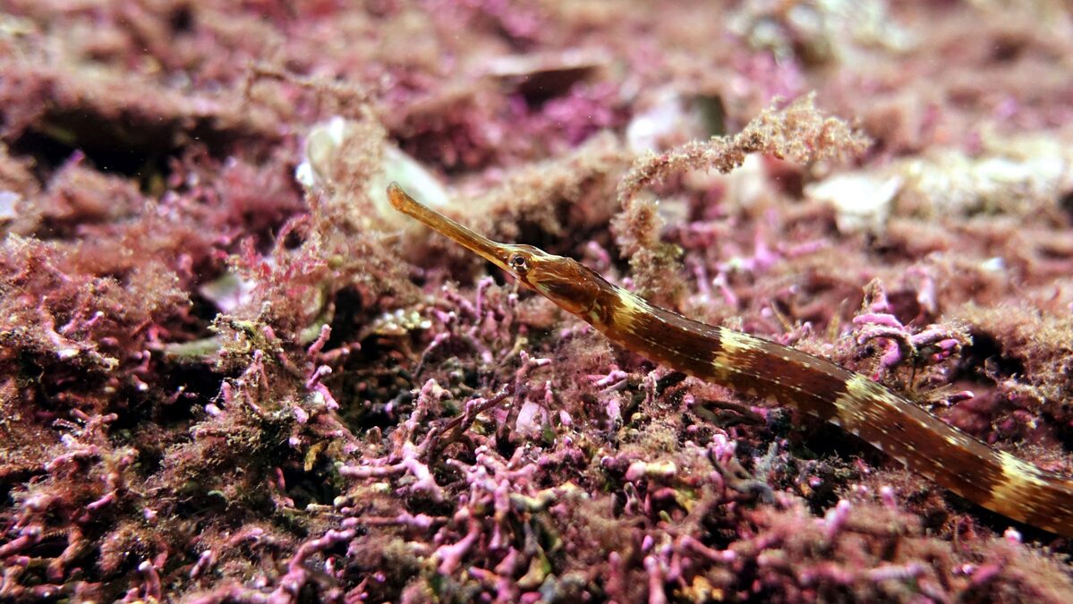 NOB53reef03scaledjpg