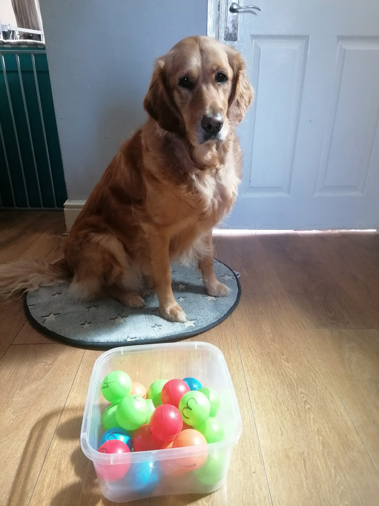 NOF53DementiaDogGeorgietakespa