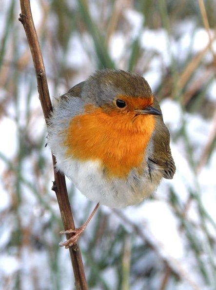 NOB09birdwatch01jpg