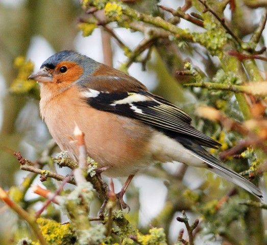 NOB09birdwatch02jpg