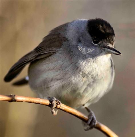 NOB09birdwatch04jpg