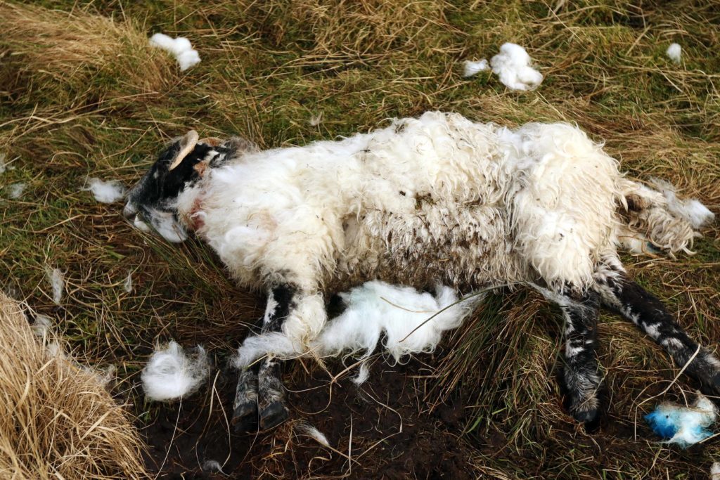 Yes, your dog could chase livestock