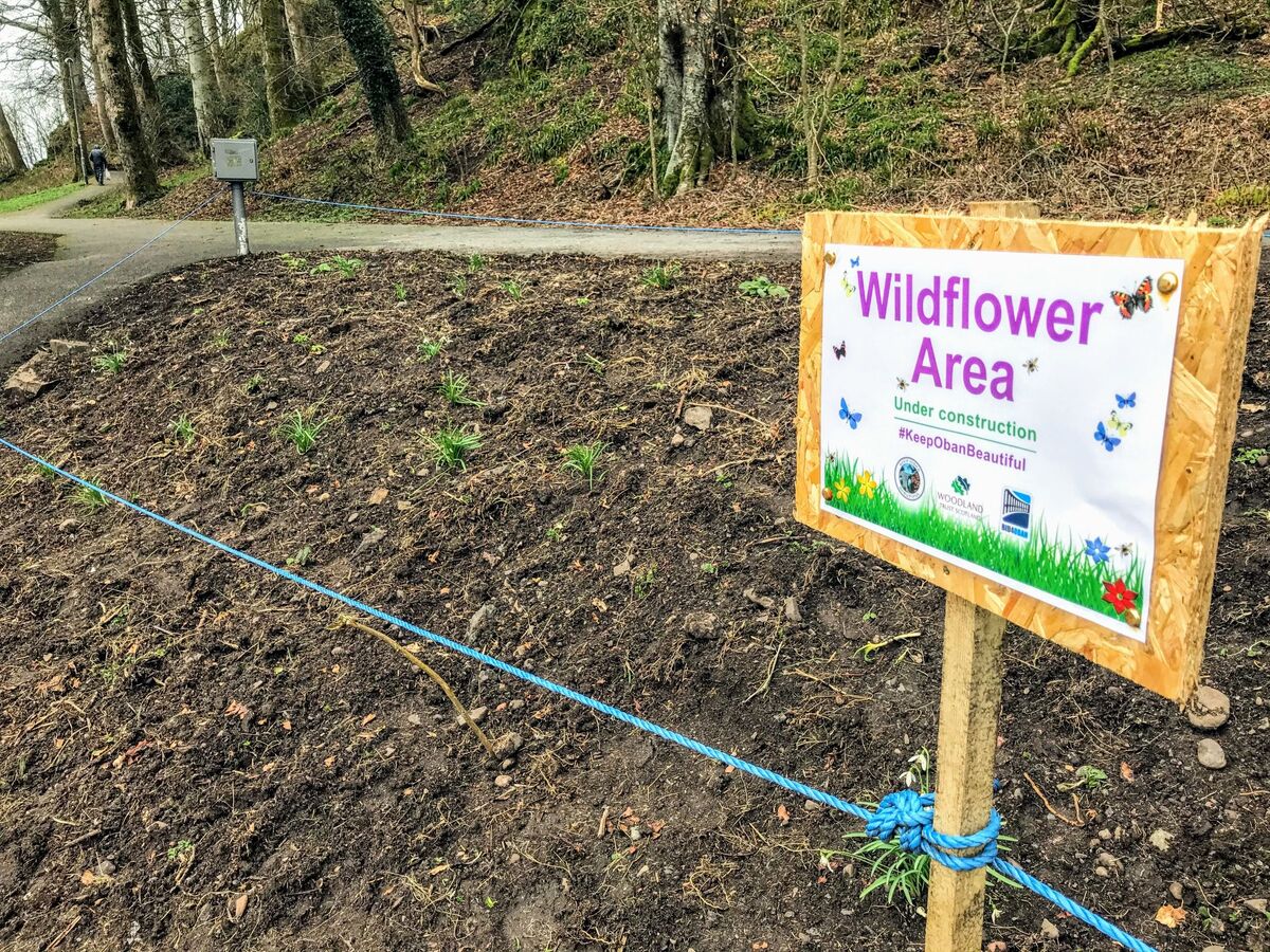 EBT12NewsWildflowerbedneartheC