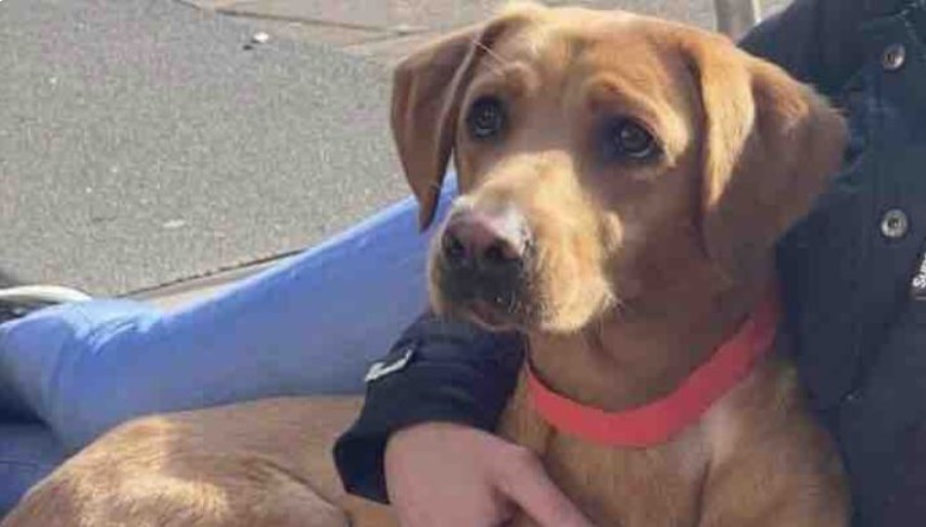 Lucy the lucky Lab on the mend