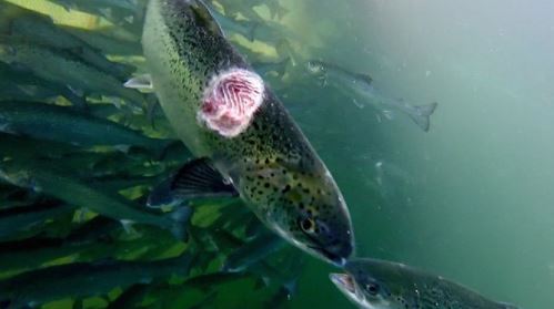 Mull farm's temporary suspension after salmon footage