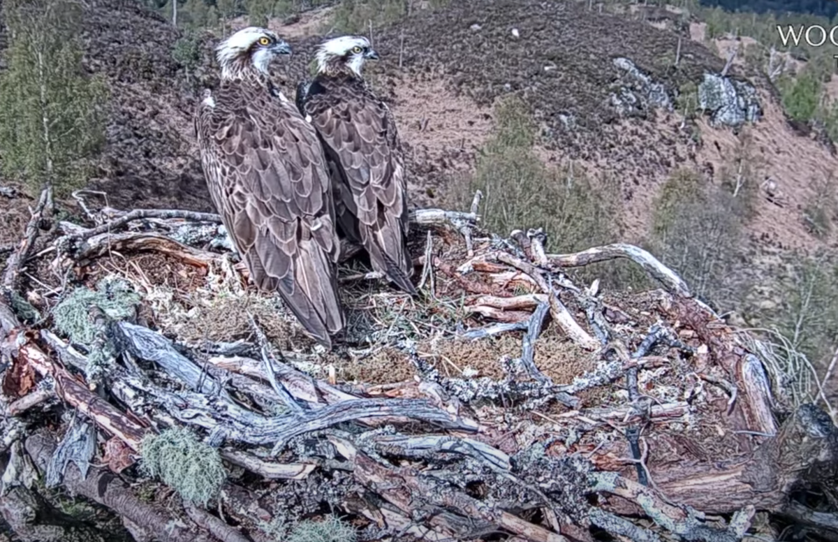 Late arrivals stop for a viewing at Lochaber osprey nest