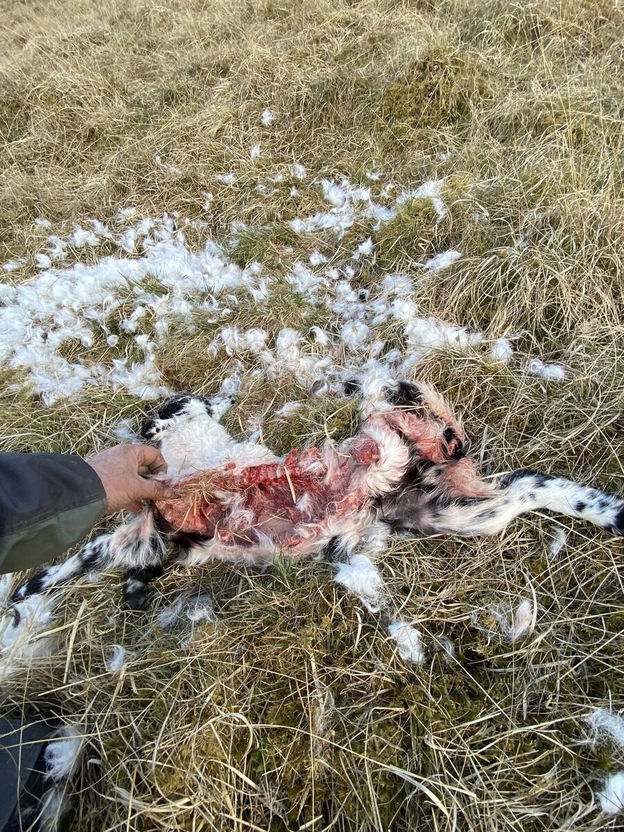 NOT21eaglekilllamb1scaledjpg NOT21eaglekilllamb1scaledjpg