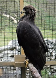 NOF22eagle02215x300jpg