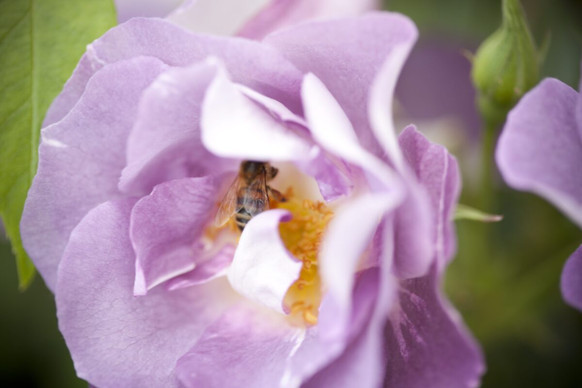 Take time to stop and smell the roses in June