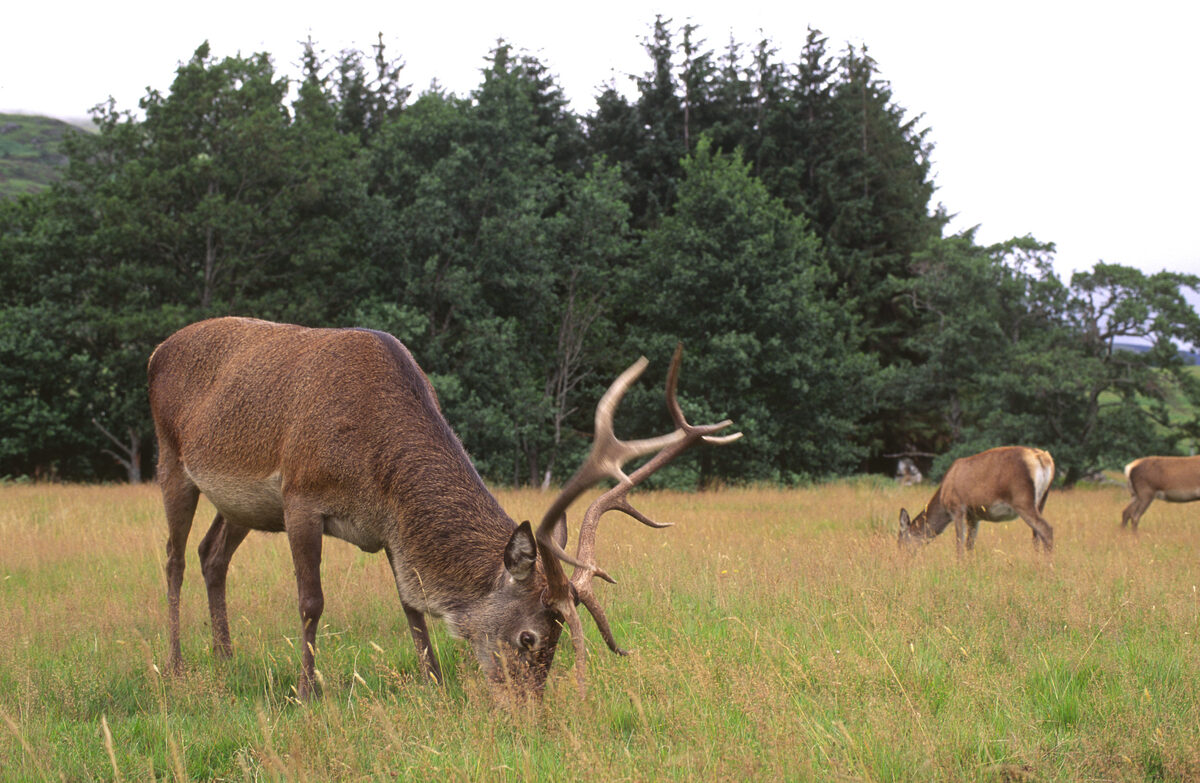 NoB23deer01scaledjpg
