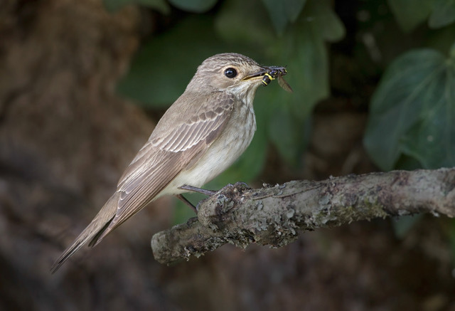 noa29Flycatcher01LizCuttingjpe noa29Flycatcher01LizCuttingjpe
