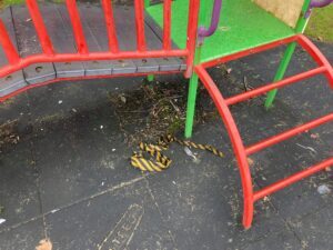 NOT39litter02300x225jpg