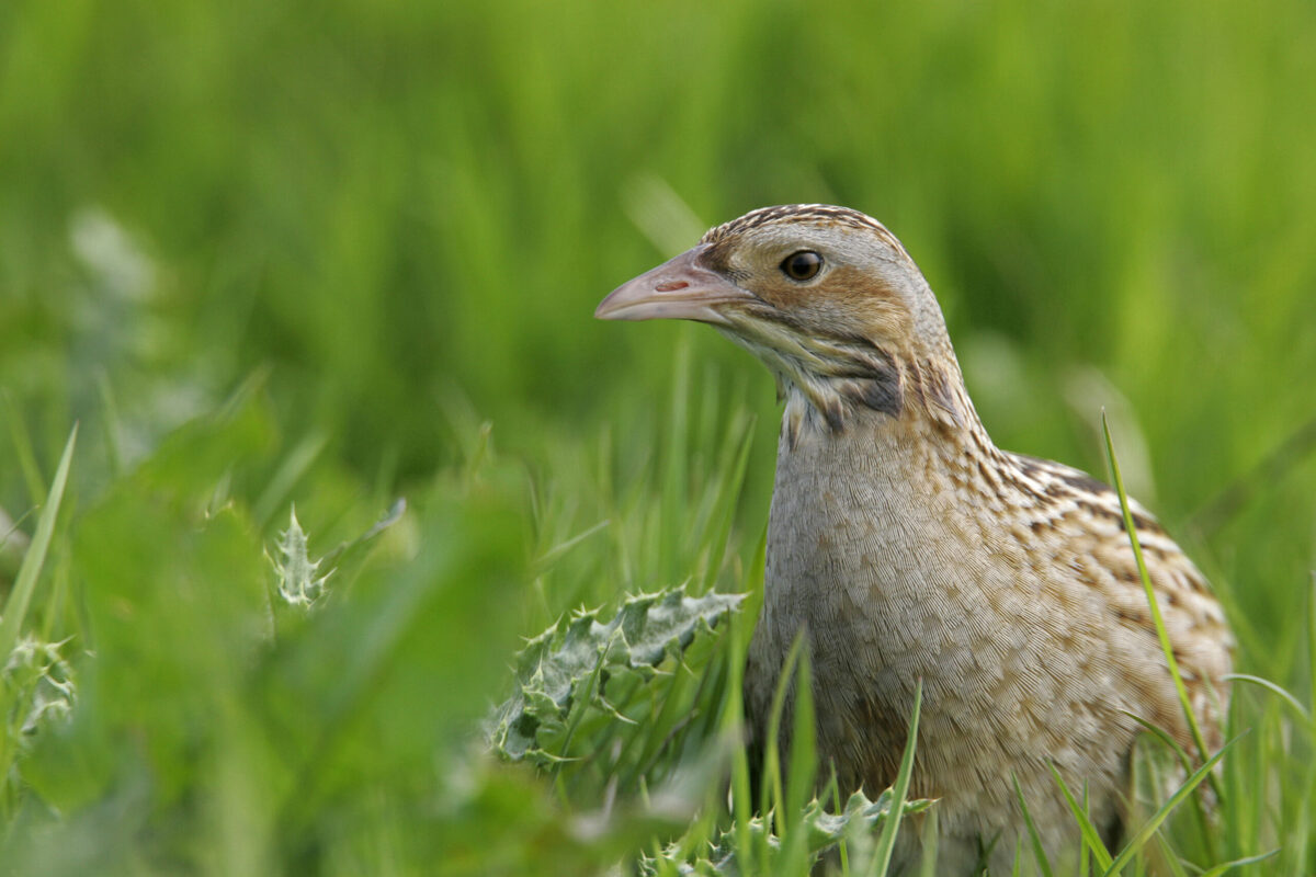 Corncrake numbers plummet in the Inner Hebrides