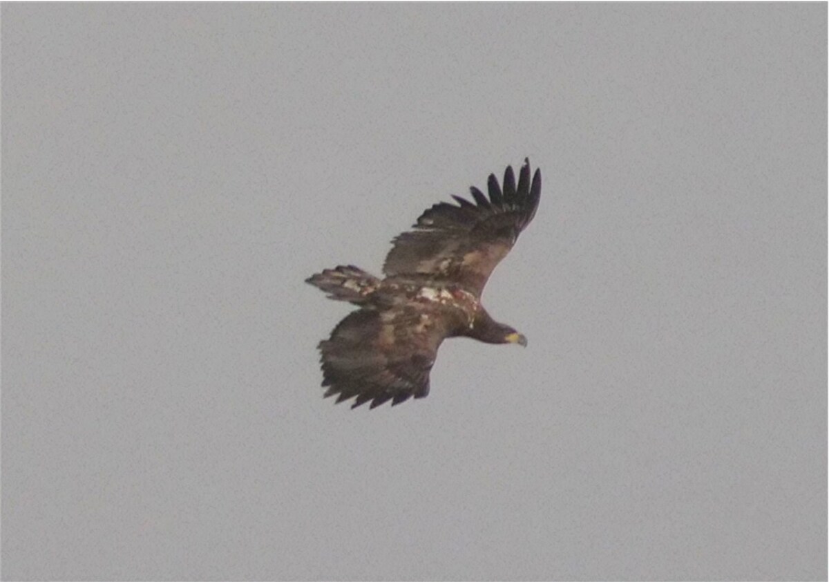 Rare white-tailed eagle flies over Arran