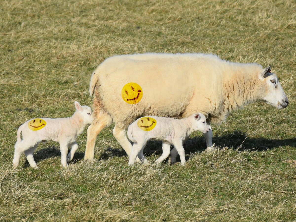 Spring lambs bring smiles