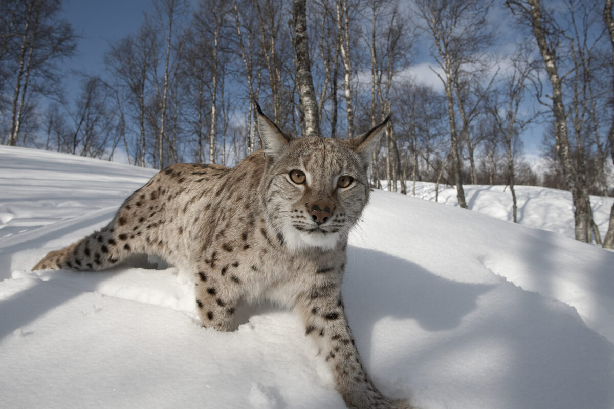 Lynx to Scotland &ndash; broad support for further discussions, says study