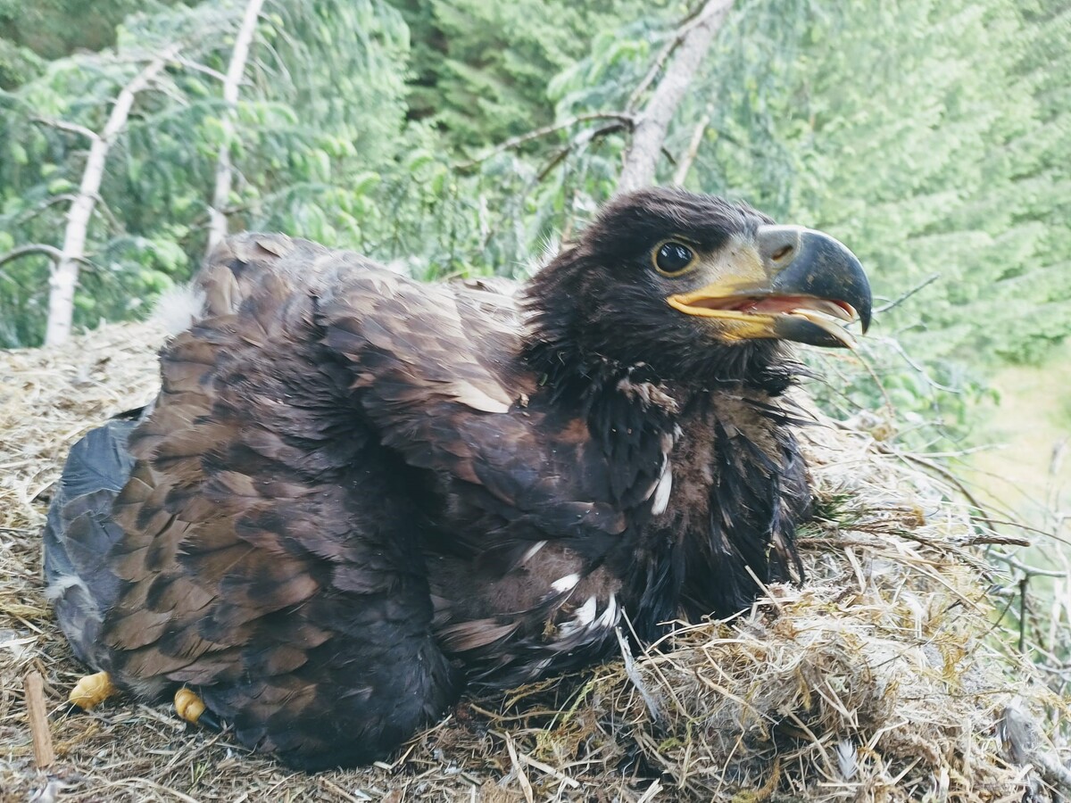 Eagle pair fledge 25th chick on Mull