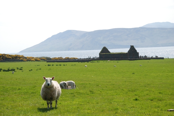 Perfect conditions for Skipness sheep dog trials