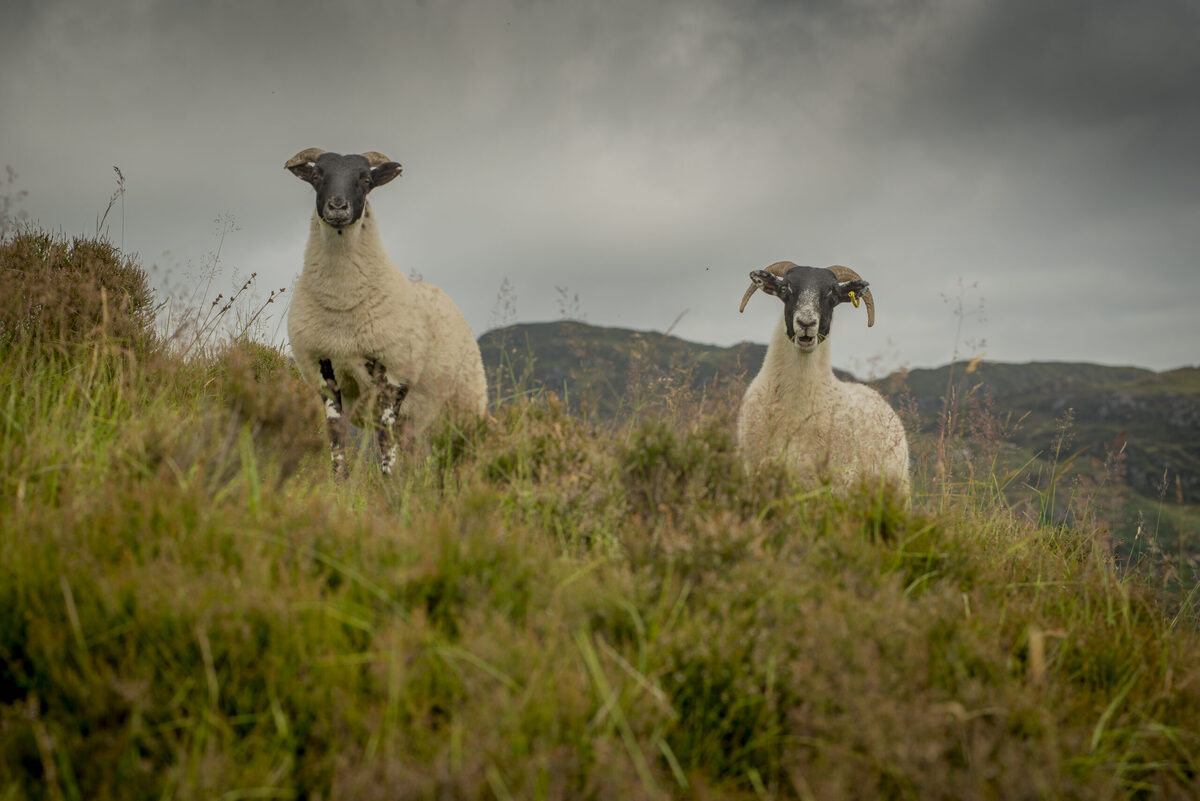 Upland sheep scheme opens