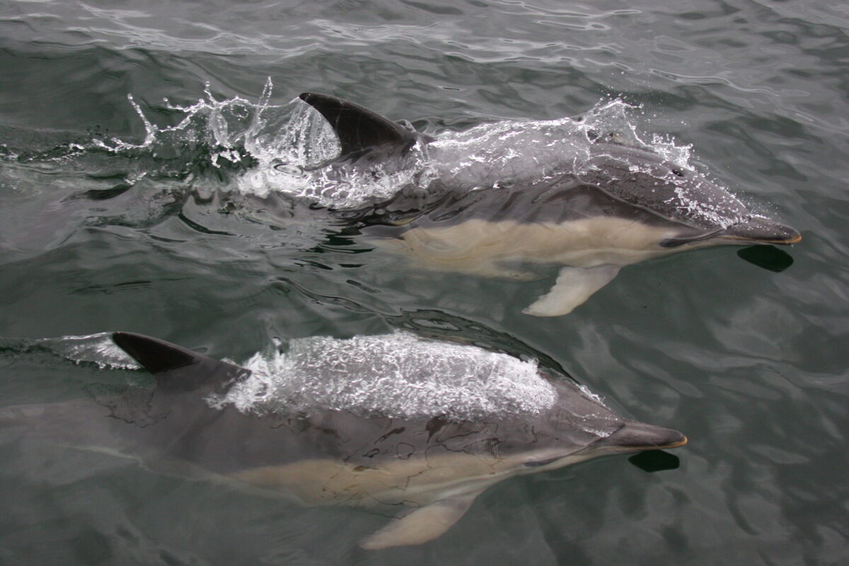 A year in the life of Scottish cetaceans heard for the first time